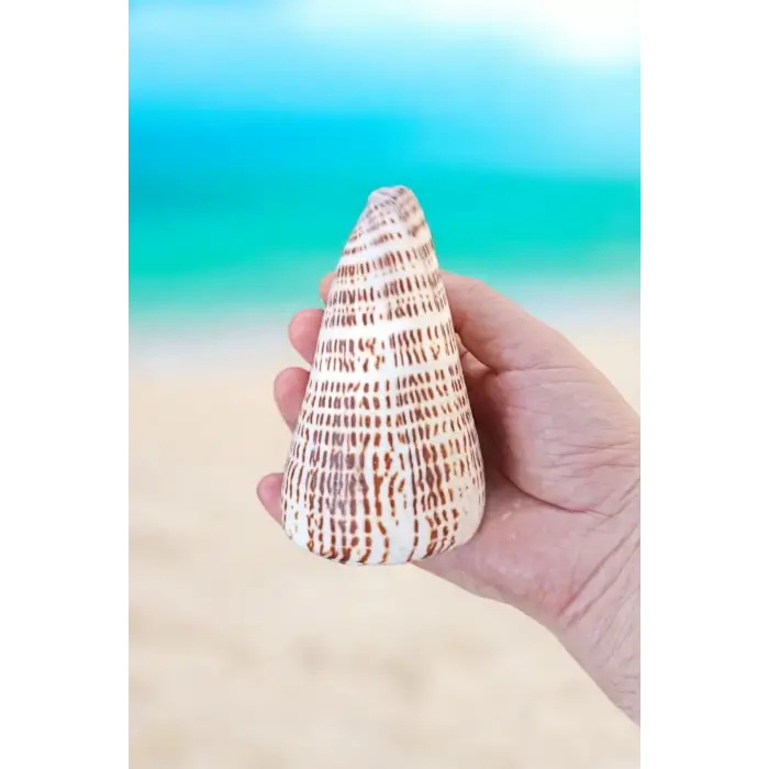 Conus Litteratus Yazılı Koni Deniz Kabuğu Büyük Boy 17YK