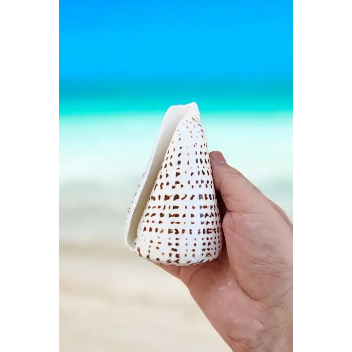 Conus Litteratus Yazılı Koni Deniz Kabuğu Büyük Boy 17YK