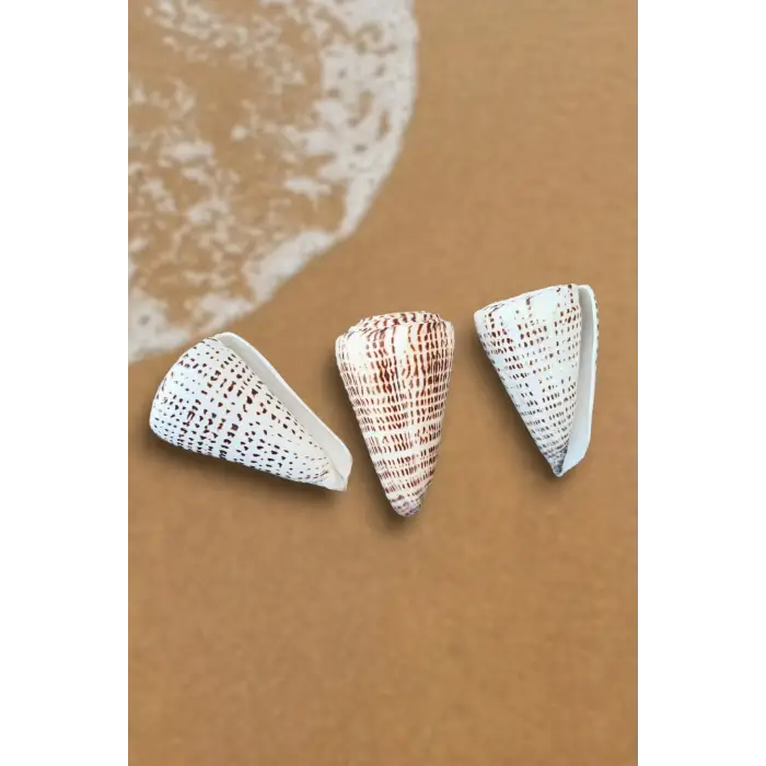 Conus Litteratus Yazılı Koni Deniz Kabuğu Büyük Boy 17YK