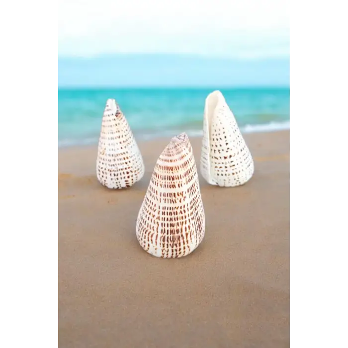 Conus Litteratus Yazılı Koni Deniz Kabuğu Büyük Boy 17YK