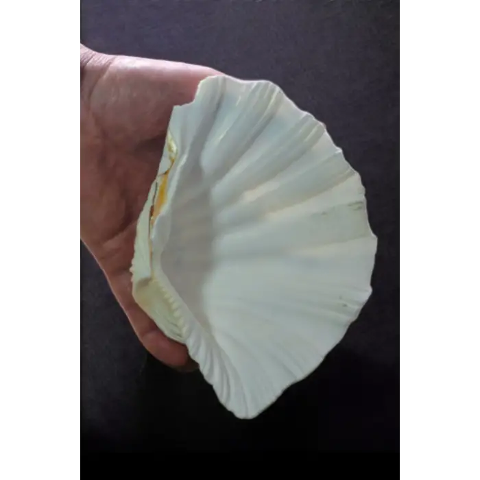 Büyük Deniz Kabuğu Tridacna Gigas 32TG