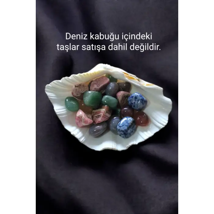 Büyük Deniz Kabuğu Tridacna Gigas 32TG