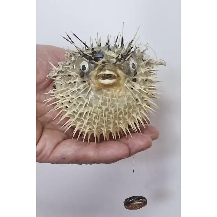 Dikenli Balon Balığı Fugu Fish