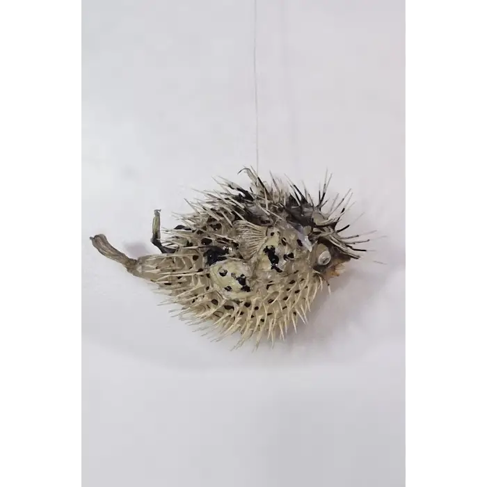 Dikenli Balon Balığı Fugu Fish