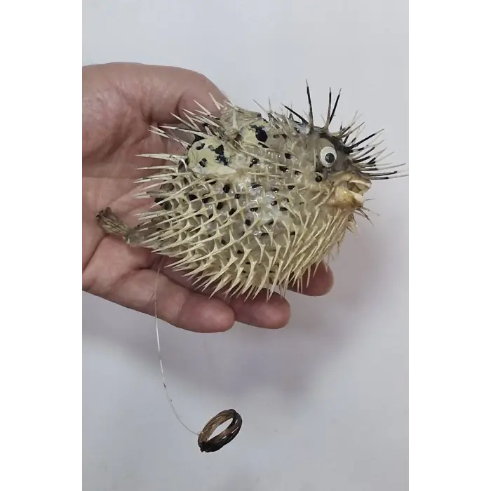 Dikenli Balon Balığı Fugu Fish