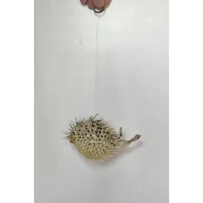 Dikenli Balon Balığı Fugu Fish