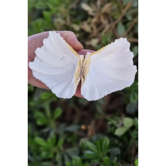 İki Parçalı Deniz Kabuğu Tridacna Gigas 17-P2