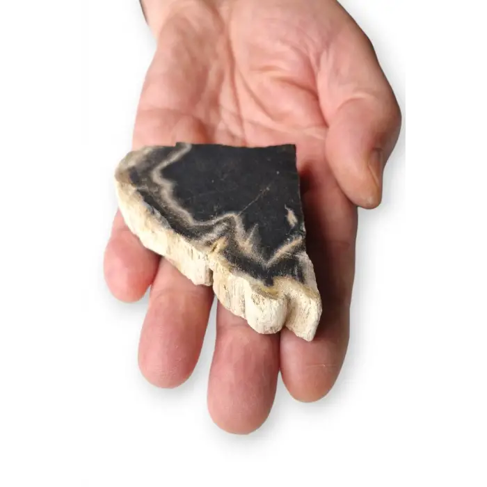 Kara Ağaç Fosili Plaka 32KA