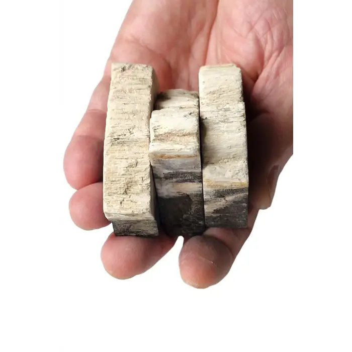 Kara Ağaç Fosili Plaka 32KA