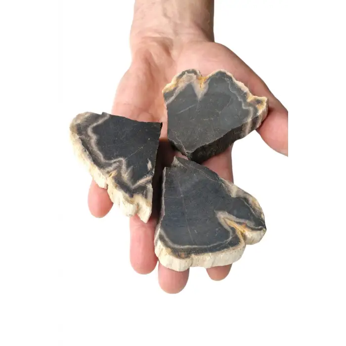 Kara Ağaç Fosili Plaka 32KA