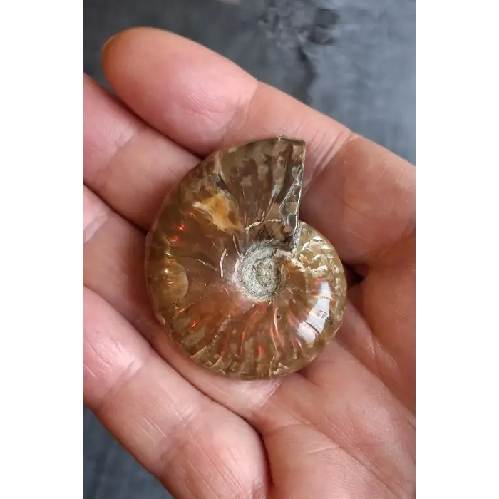 Opalize Amonit Fosili, Işıltılı Koleksiyonluk Parça 329-3