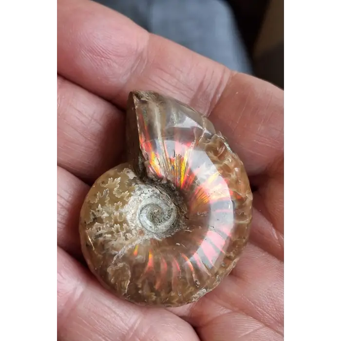 Opalize Amonit Fosili, Işıltılı Koleksiyonluk Parça 329-3