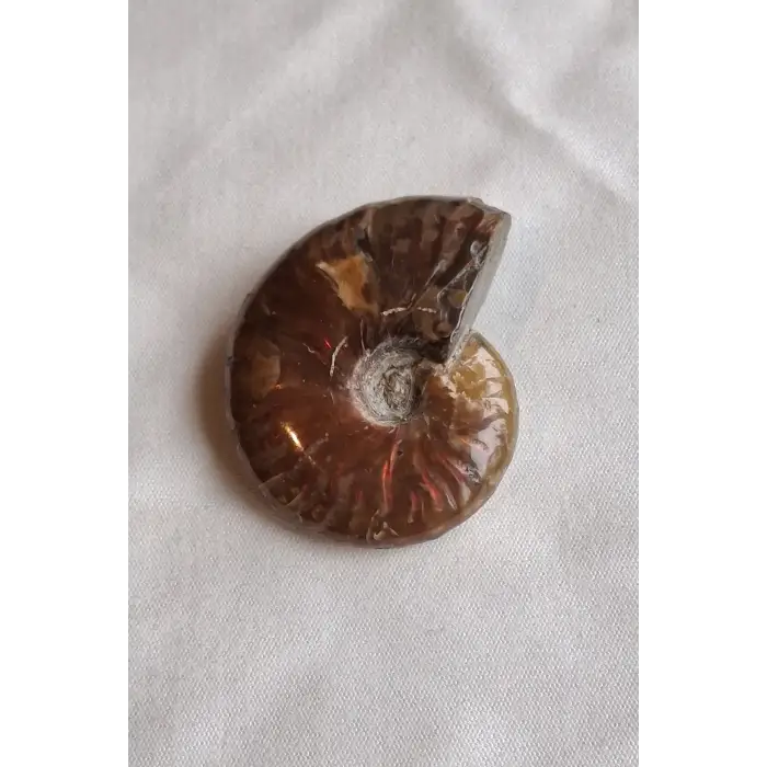 Opalize Amonit Fosili, Işıltılı Koleksiyonluk Parça 329-3