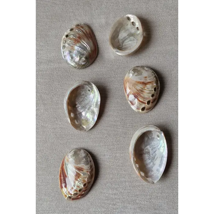 Orta Boy Abalone Shell Renkli Istiridye Kabuğu 116-2