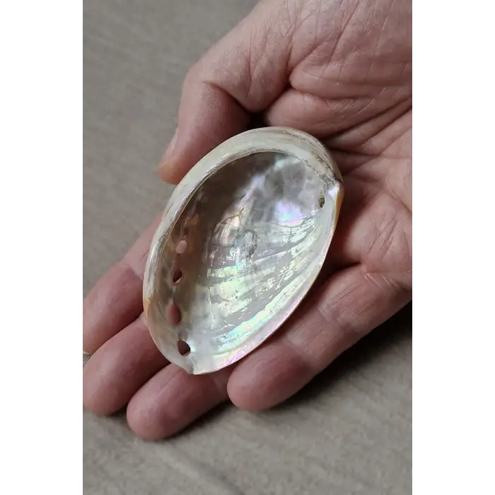 Orta Boy Abalone Shell Renkli Istiridye Kabuğu 116-2