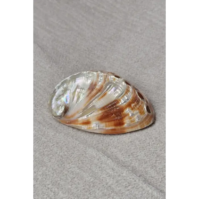 Orta Boy Abalone Shell Renkli Istiridye Kabuğu 116-2