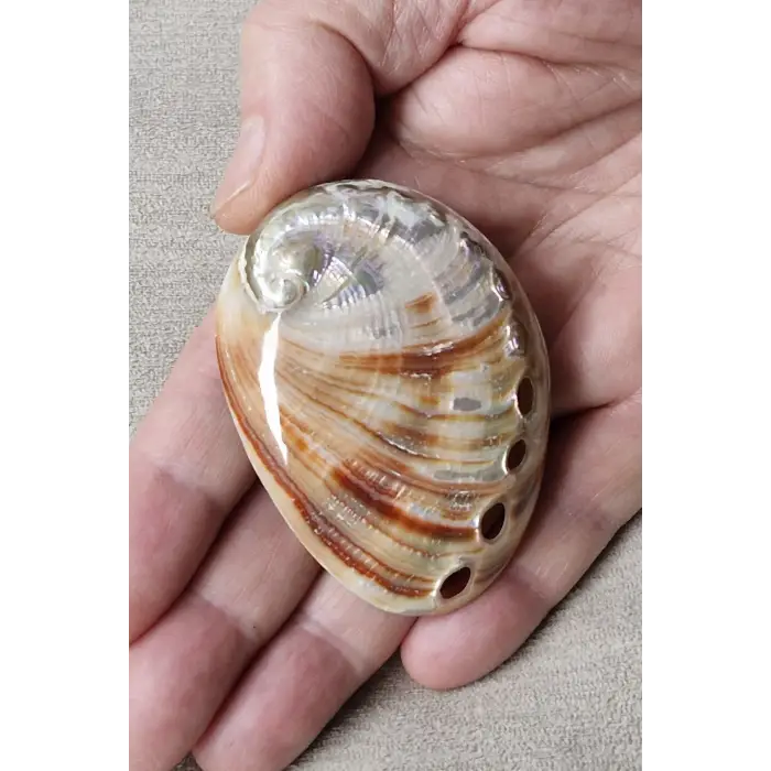 Orta Boy Abalone Shell Renkli Istiridye Kabuğu 116-2