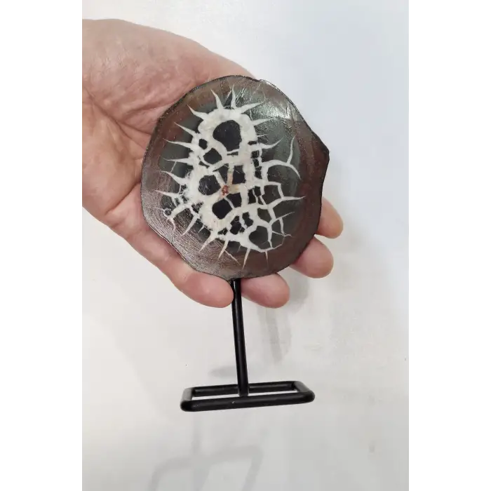 Ortadan Kesilmiş Siyah Septeryan Dekoratif Parça 31SS