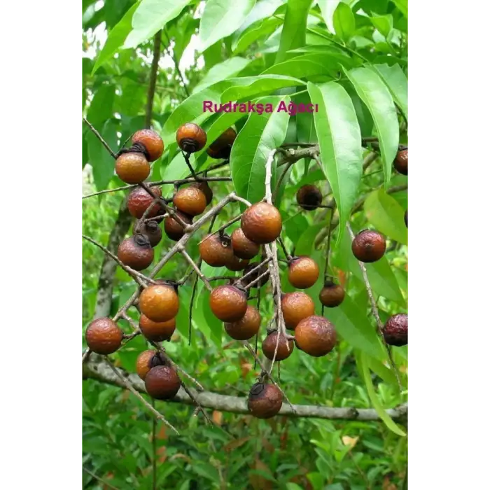 Rudrakşa 54 Taneli Yarım Mala Unisex Kolye Tesbih Hindistan Rudraksha 101YM