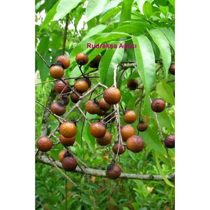 Rudrakşa Bileklik Orjinal Hindistan  Rudraksha 122