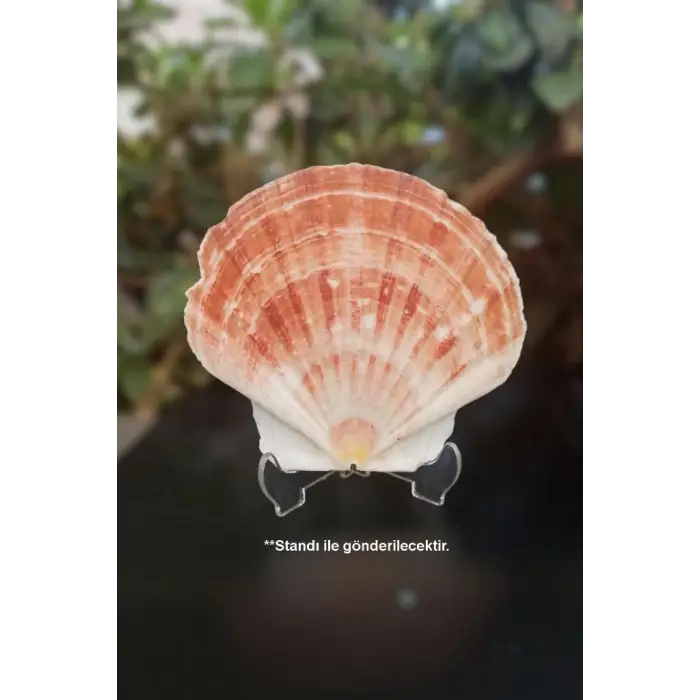 Scallop Shell Deniz Kabuğu Büyük Boy 6-SS