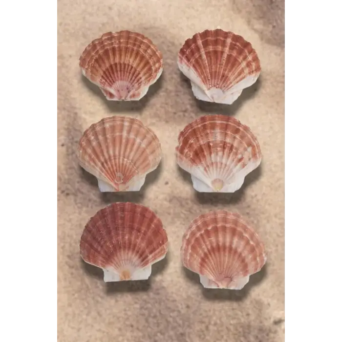 Scallop Shell Deniz Kabuğu Büyük Boy 6-SS