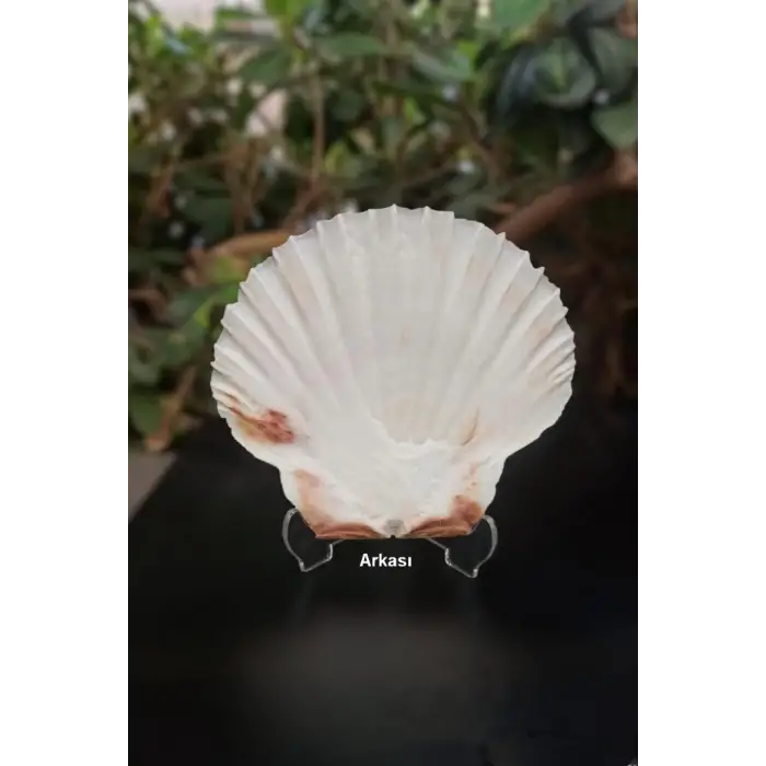 Scallop Shell Deniz Kabuğu Büyük Boy 6-SS
