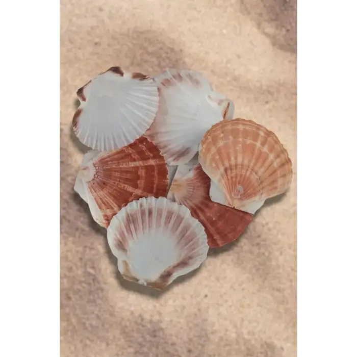 Scallop Shell Deniz Kabuğu Büyük Boy 6-SS