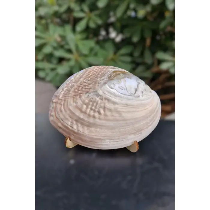 Sedefli İstiridye Kabuğu Standlı Büyük Boy 18-SI