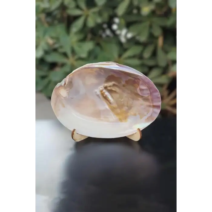 Sedefli İstiridye Kabuğu Standlı Büyük Boy 18-SI