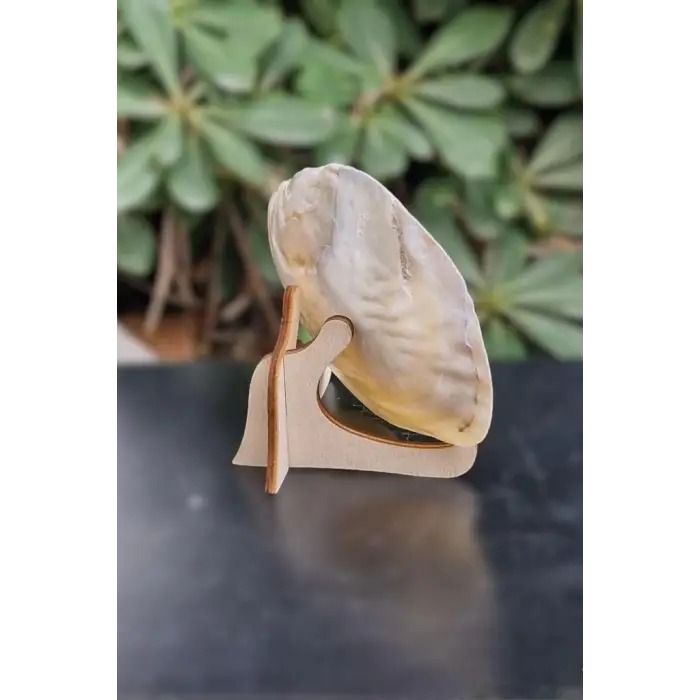 Sedefli İstiridye Kabuğu Standlı Büyük Boy 18-SI