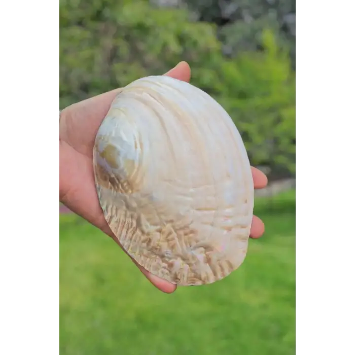 Sedefli İstiridye Kabuğu Standlı Büyük Boy 18-SI