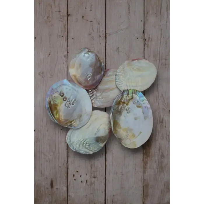 Sedefli İstiridye Kabuğu Standlı Büyük Boy 18-SI