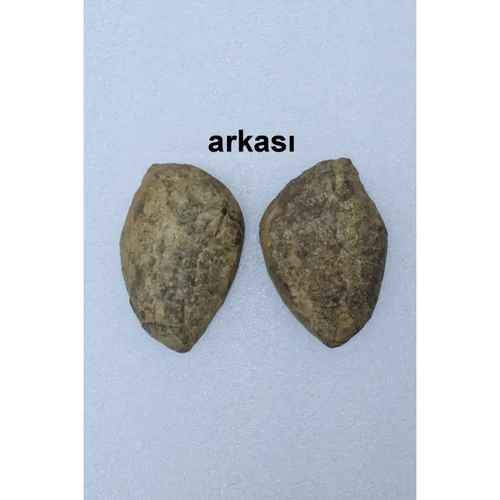 Siyah Septeryan Ortadan Kesilmiş Nodül Koleksiyonluk Parça 31SS