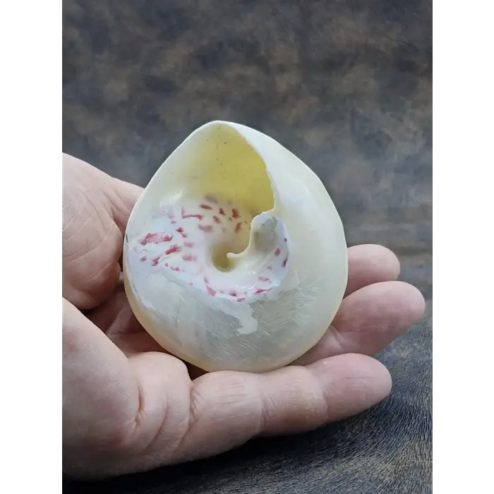 Spiral Silver Shell Deniz Kabuğu 33-SS