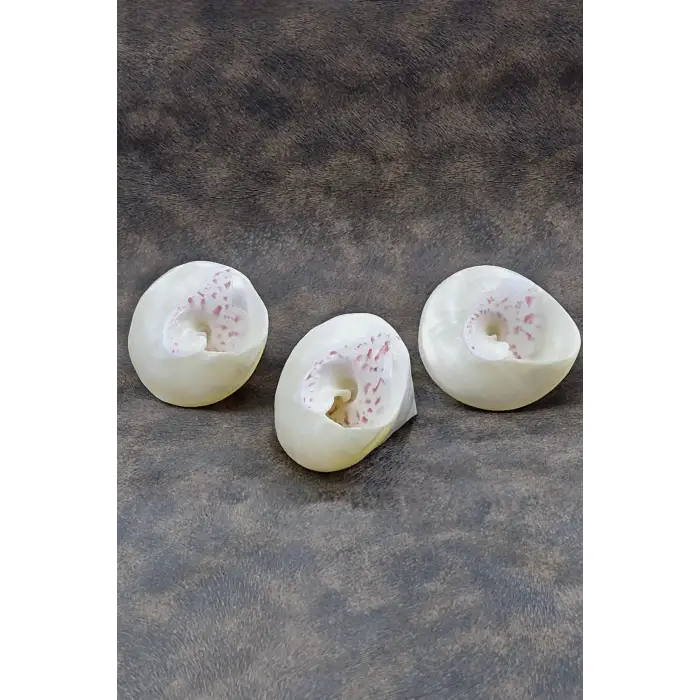 Spiral Silver Shell Deniz Kabuğu 33-SS