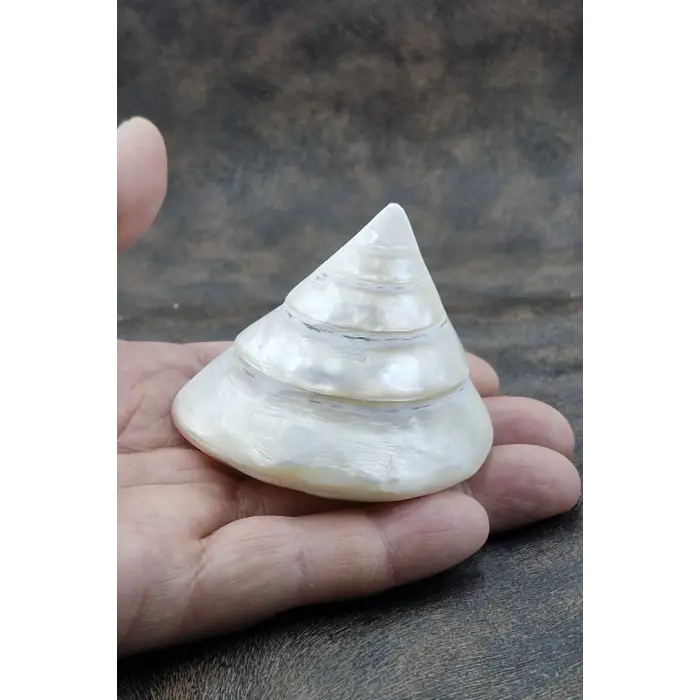 Spiral Silver Shell Deniz Kabuğu 33-SS