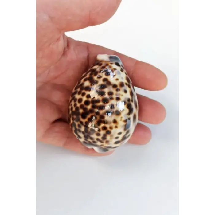 Tiger Cowry Deniz Kabuğu 32