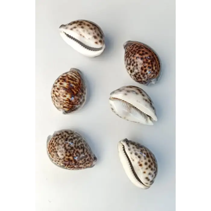 Tiger Cowry Deniz Kabuğu 32