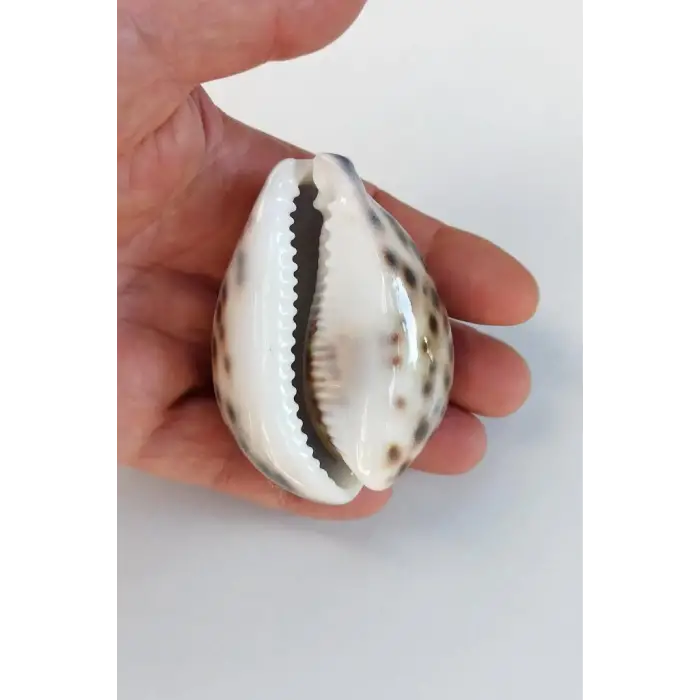 Tiger Cowry Deniz Kabuğu 32