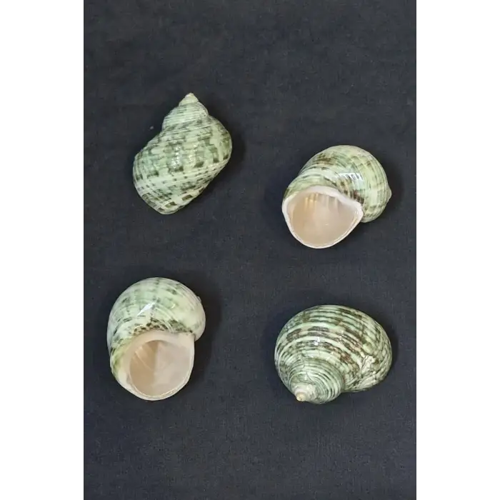 Yeşil Deniz Kabuğu Turbo Sparverius 10TS