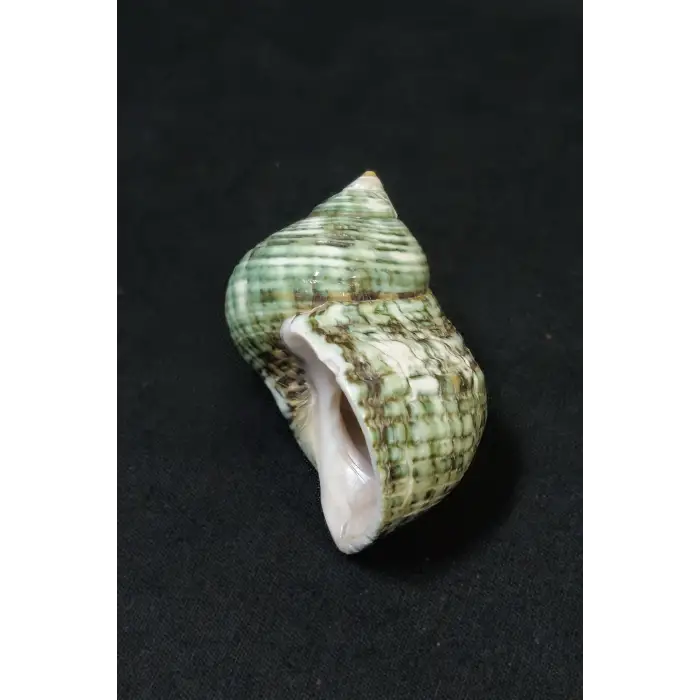 Yeşil Deniz Kabuğu Turbo Sparverius 10TS