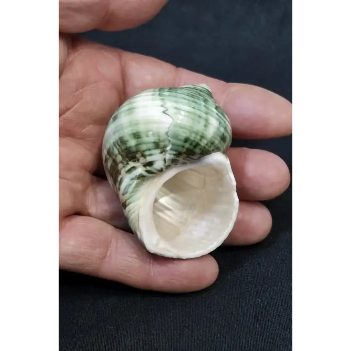 Yeşil Deniz Kabuğu Turbo Sparverius 10TS