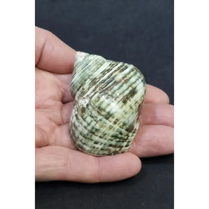 Yeşil Deniz Kabuğu Turbo Sparverius 10TS