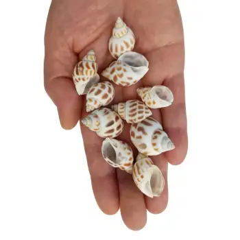 10 Adet Junonia Shell Deniz Kabuğu 9-JS