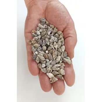 50 Gram Küçük Deniz Kabukları 206
