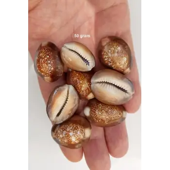 50 Gram Snake Head Cowry Deniz Kabukları 439