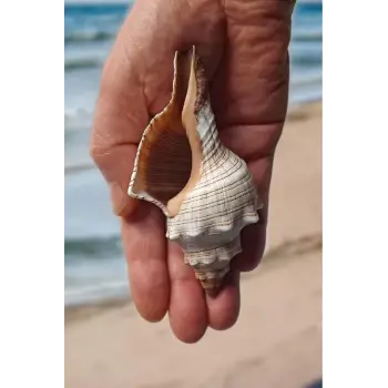 Büyük Boy Deniz Kabuğu Horse Conch 10HC