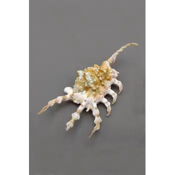 Scorpion Conch Akrep Deniz Kabuğu 10SC