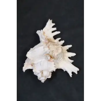 Ramose Murex Büyük Deniz Kabuğu 30-RM